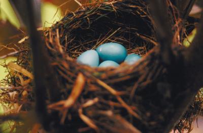 how to get rid of robins nesting in a tree trunk home how to get rid of robins nesting in a tree trunk home