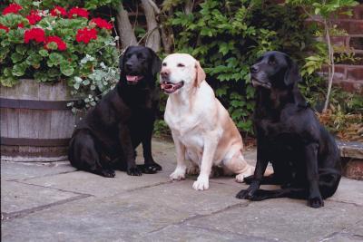 is norfolk island pine toxic to dogs