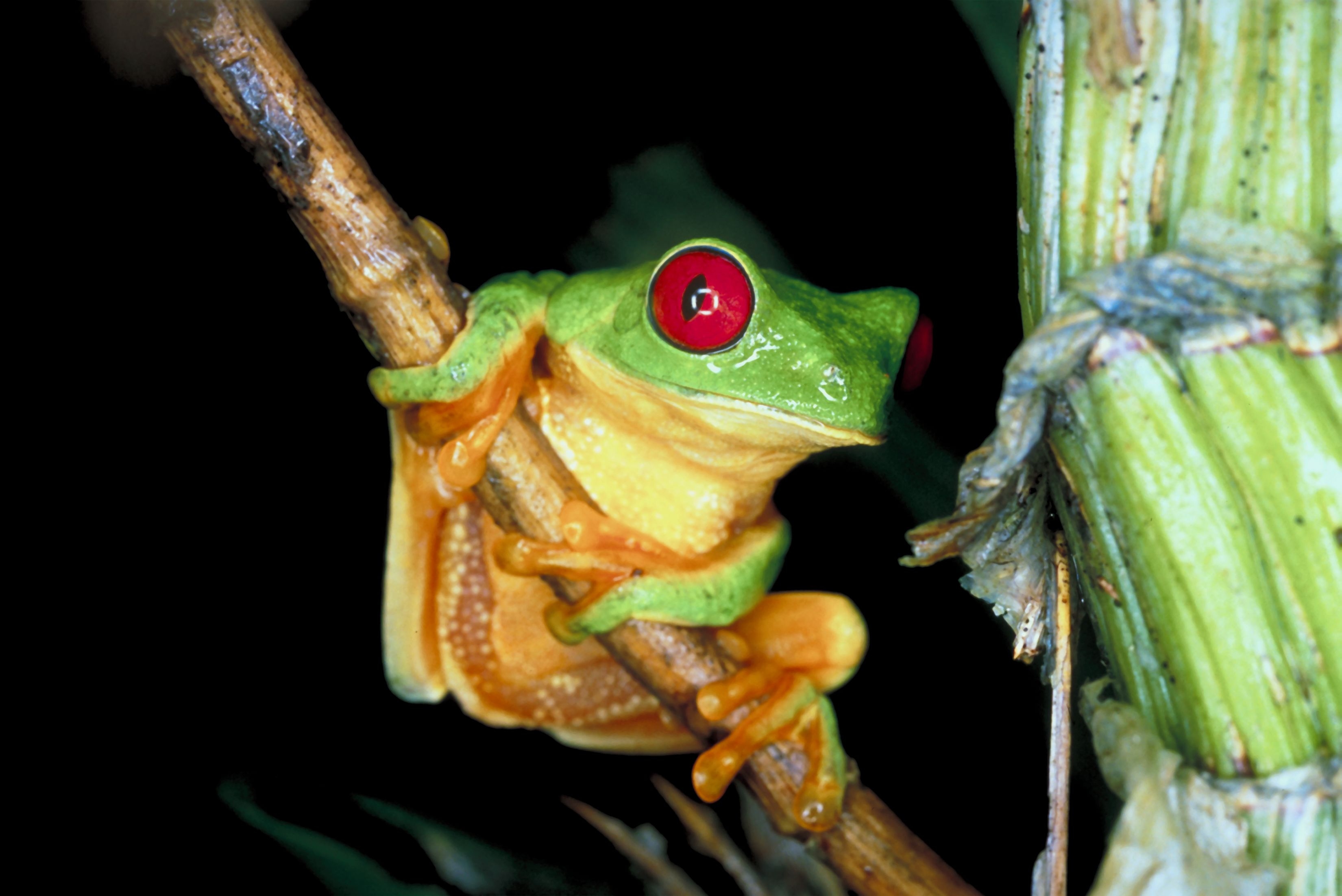 requirements-for-a-herpetologist-sapling