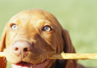 dogs chewing on wood what causes puppies and dogs to chew wood care the daily puppy dogs chewing on wood what causes puppies and dogs to chew wood care the daily puppy