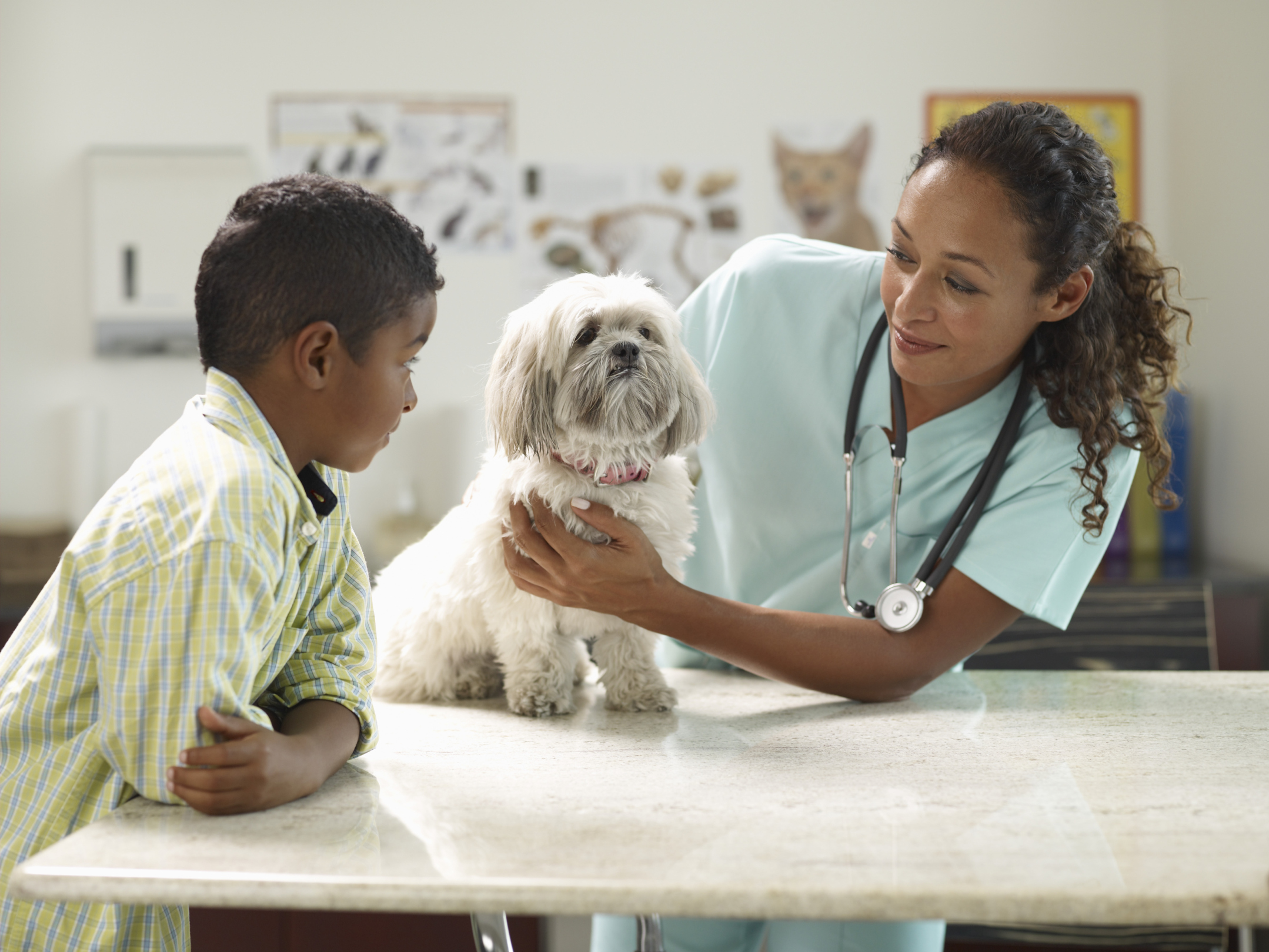 Types of Veterinary Jobs Career Trend