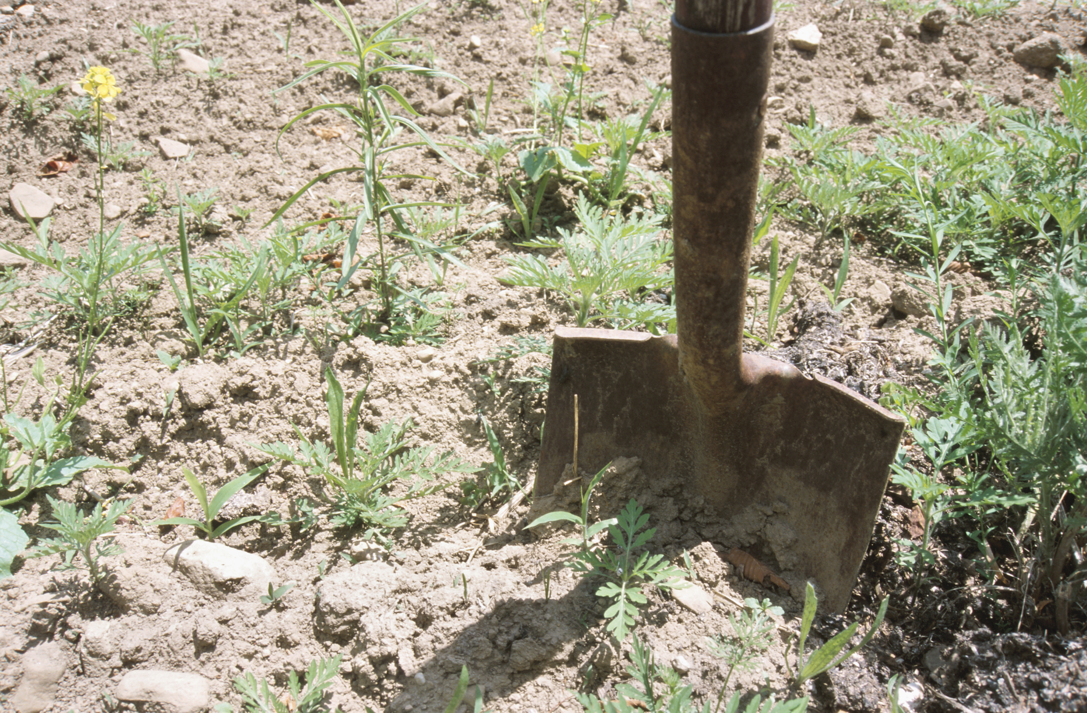 Homemade Insect Fogger Liquid Homemade Ftempo