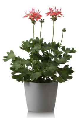 will a citronella plant ward off mosquitoes ehow uk will a citronella plant ward off mosquitoes ehow uk