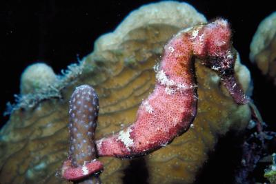 Can Seahorses Change Color 