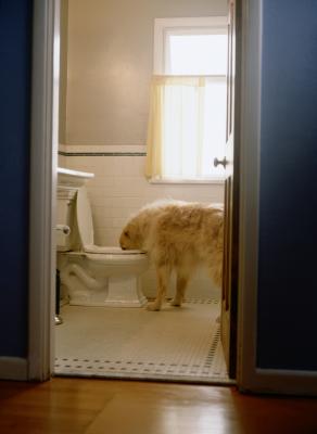 distilled water for dogs with bladder stones