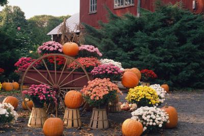 How to Plant Mums in Real Pumpkins | Home Guides | SF Gate