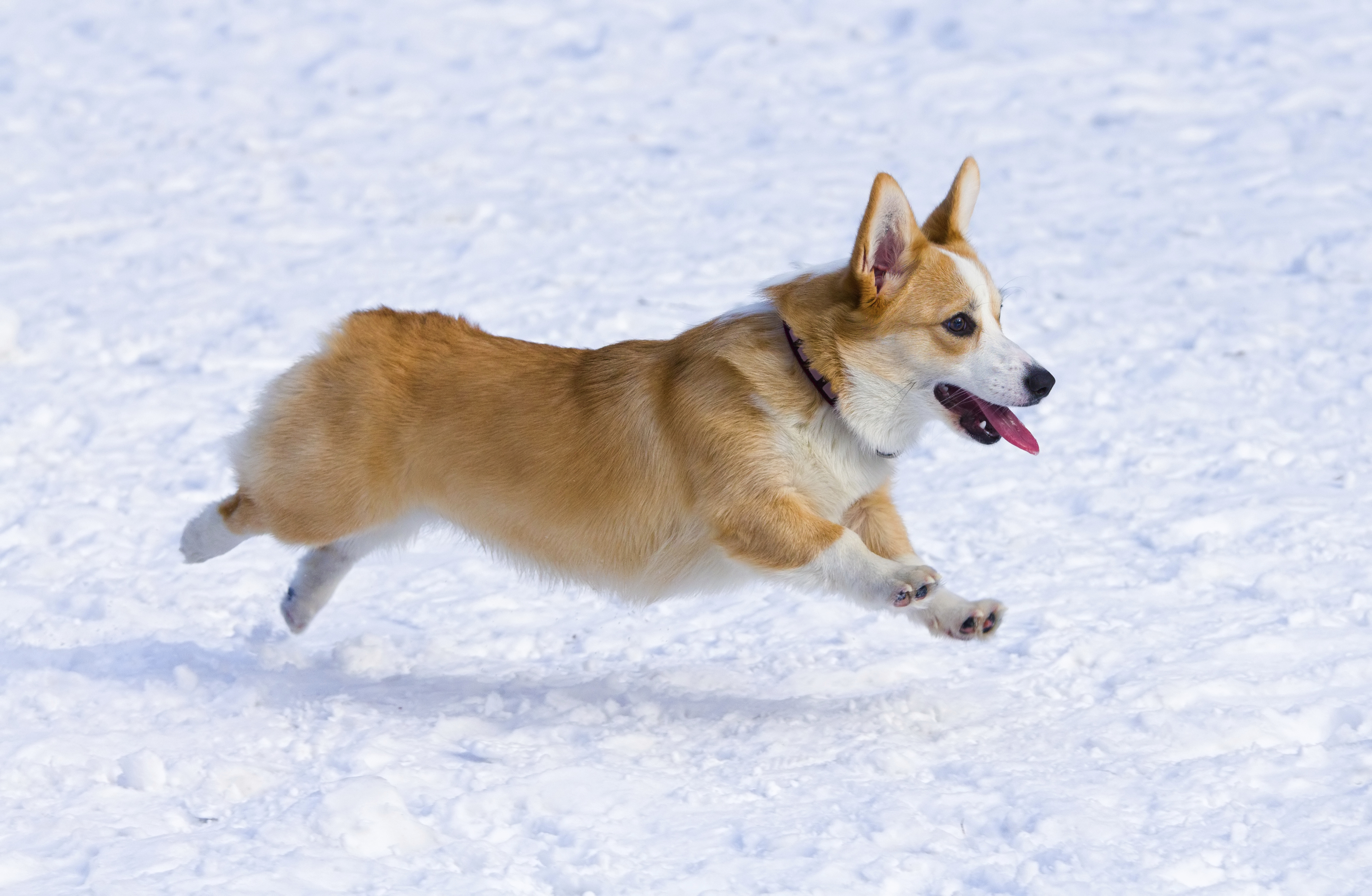 small tail dog breed