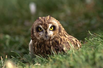 What Makes Nocturnal Animals Only Come Out at Night? | Pets on What Makes Nocturnal Animals Only Come Out at Night? | Pets on
