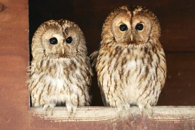 how do owls show affection animals mom me how do owls show affection animals mom me