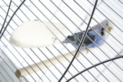 cuttlefish budgie cage