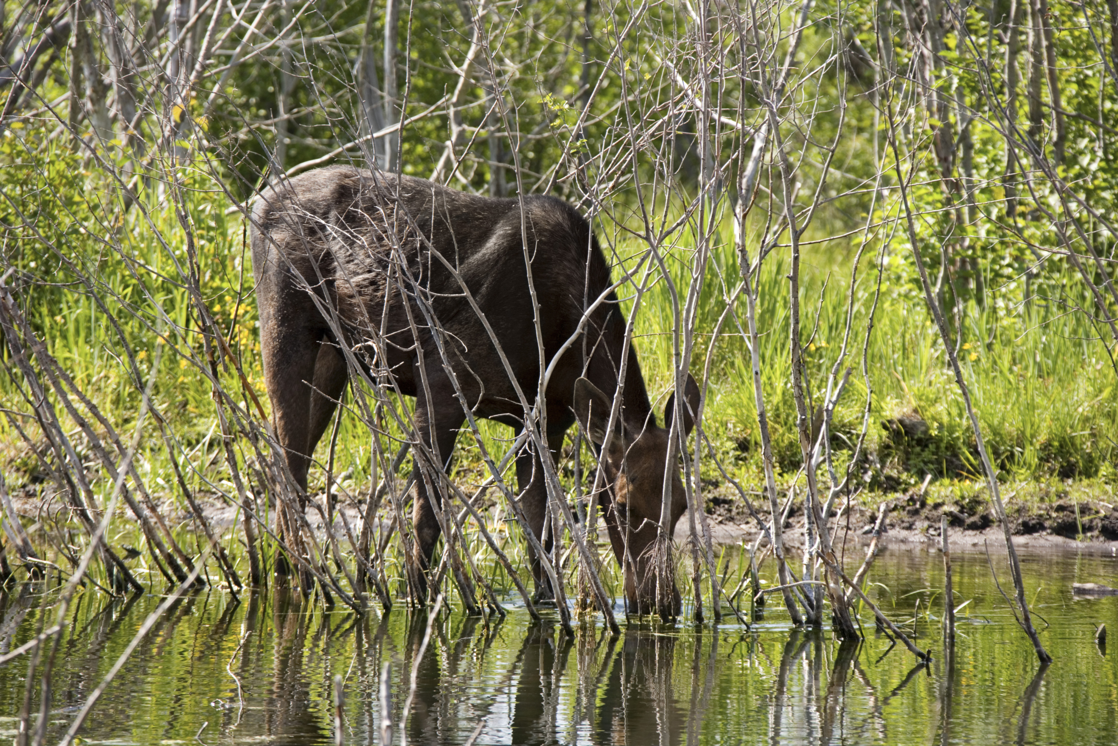 Moose Habitat in Arizona Sciencing