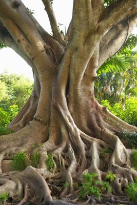 How to Grow the Bodhi Tree | Home Guides | SF Gate