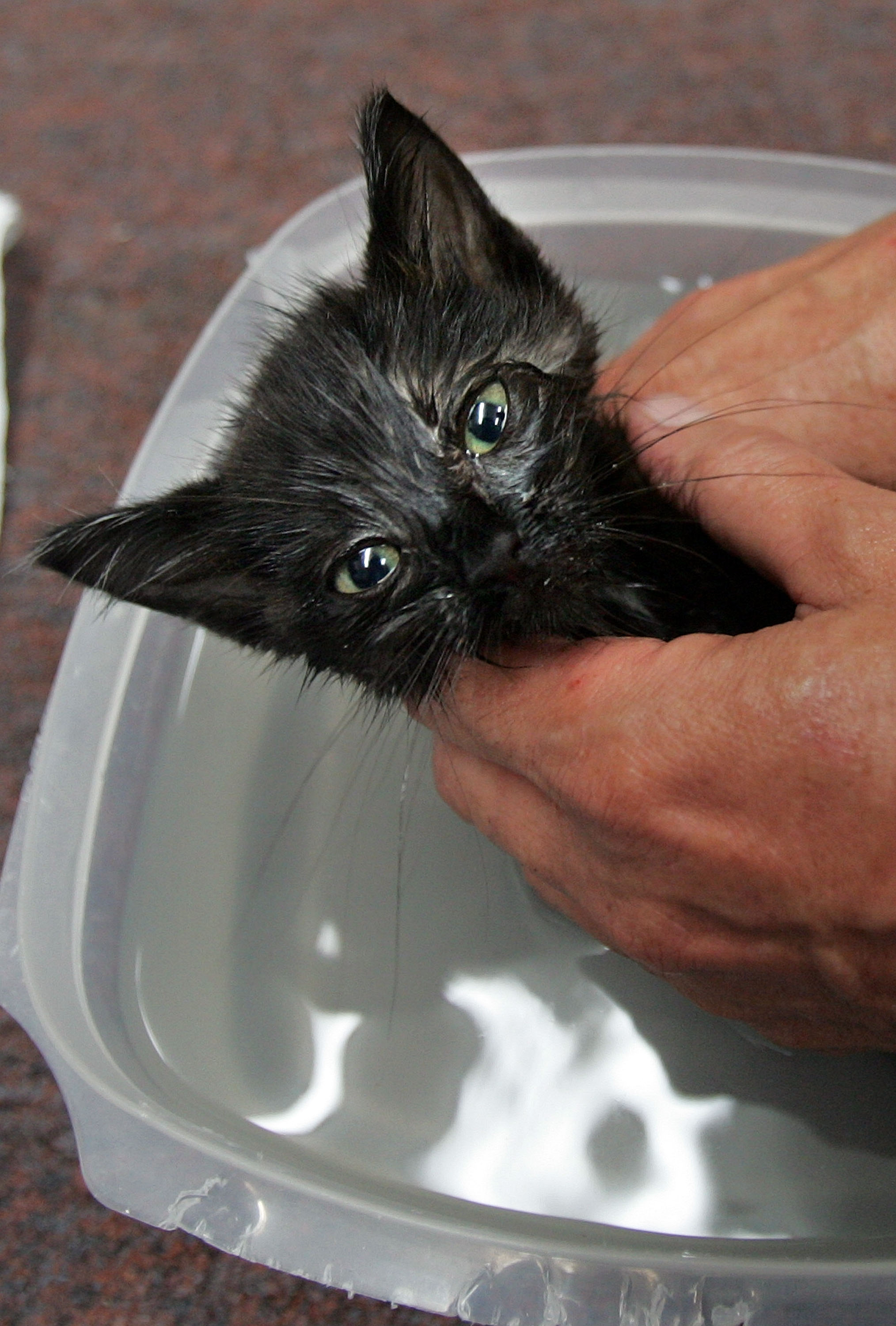 Where To Take A Cat For A Flea Bath - Cat Meme Stock Pictures and Photos