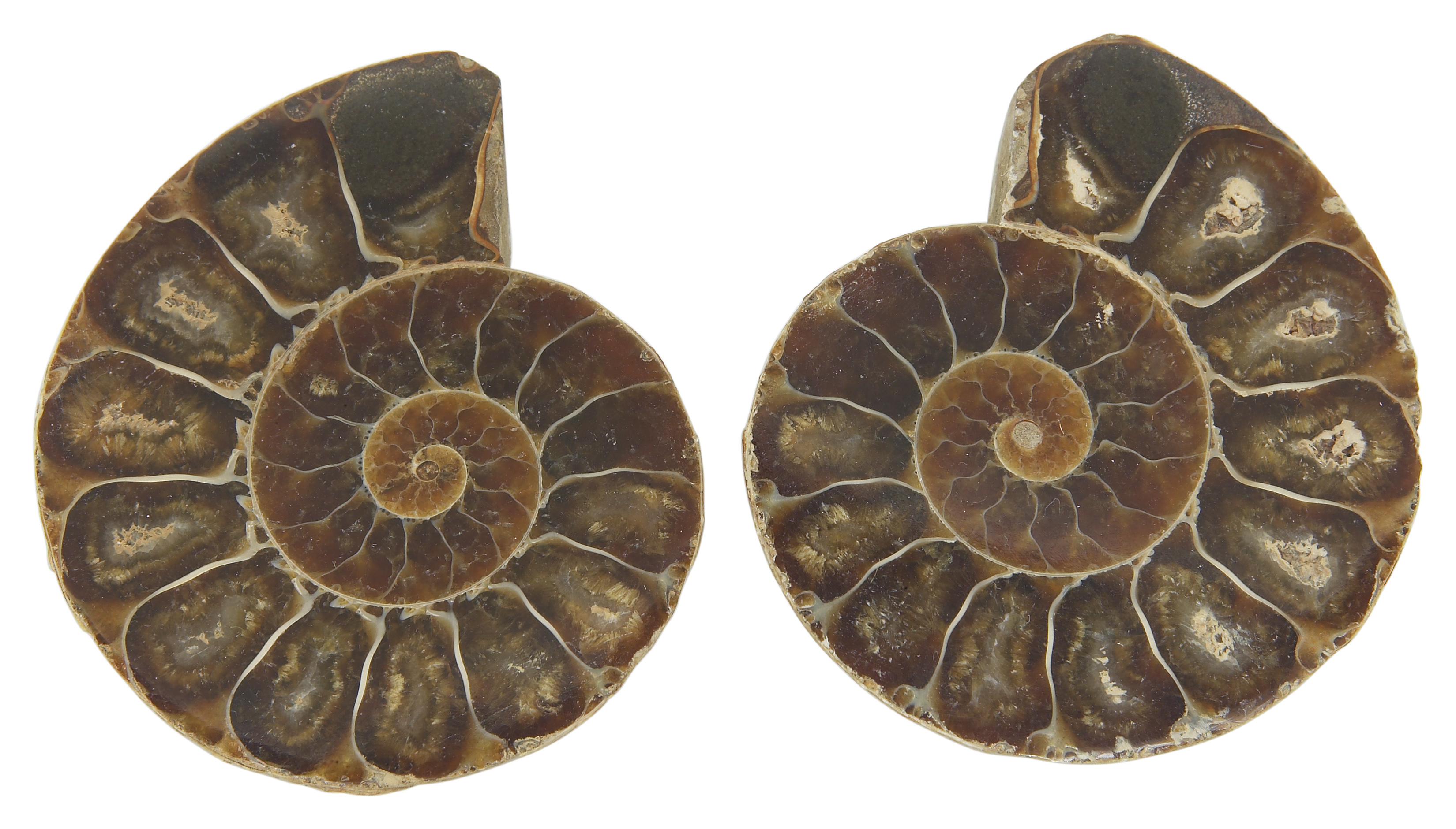 What Can We Learn By Studying Fossils Sciencing