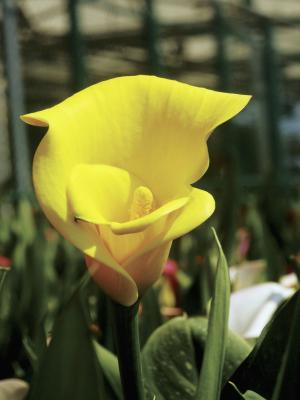 are calla lilies annuals or perennials home guides sf are calla lilies annuals or perennials home guides sf