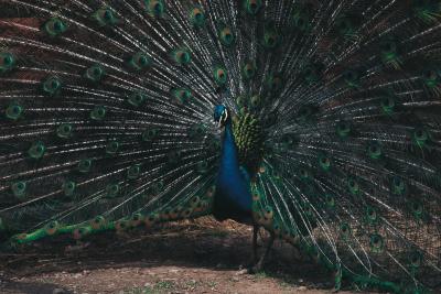 Difference Between Evolution Adaptation And Natural Selection Difference Between Evolution Adaptation And Natural Selection