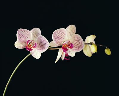 when orchid flowers fall off does the orchid still produce flowers home guides sf gate when orchid flowers fall off does the orchid still produce flowers home guides sf gate
