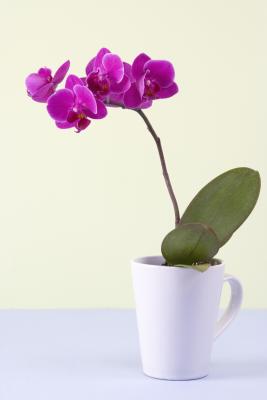 what to do with an orchid after the flowers fall off home guides sf gate what to do with an orchid after the flowers fall off home guides sf gate