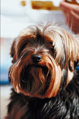 yorkie coat colors typical fur coat colors for yorkies pets yorkie coat colors typical fur coat colors for yorkies pets