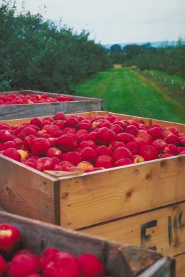 How to Spray Apple Trees for Insects Naturally | Home Guides | SF Gate
