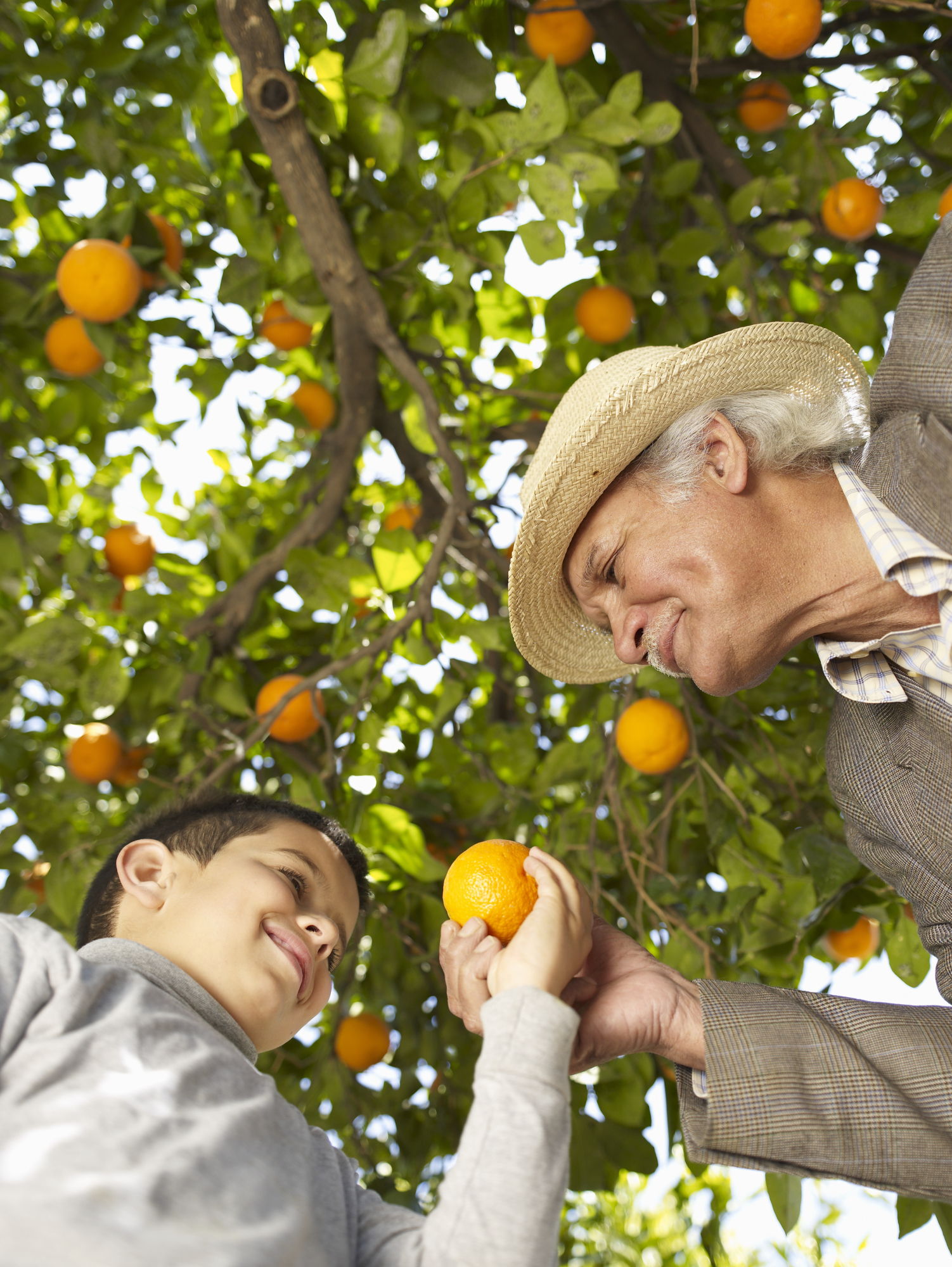 A Melhor Epoca Para Podar Pessegueiros