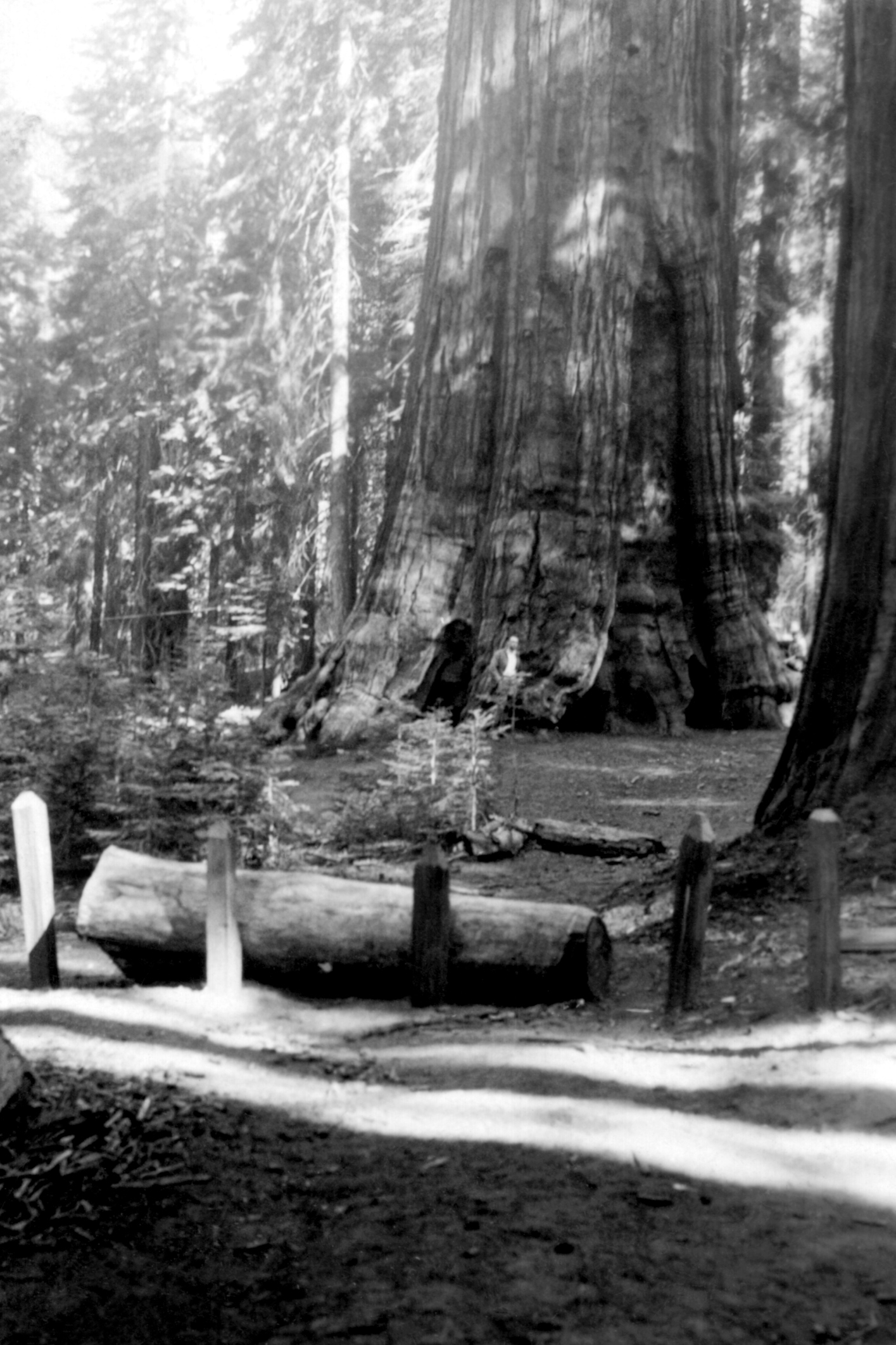 What Is the Closest Redwood Forest to San Francisco? USA Today