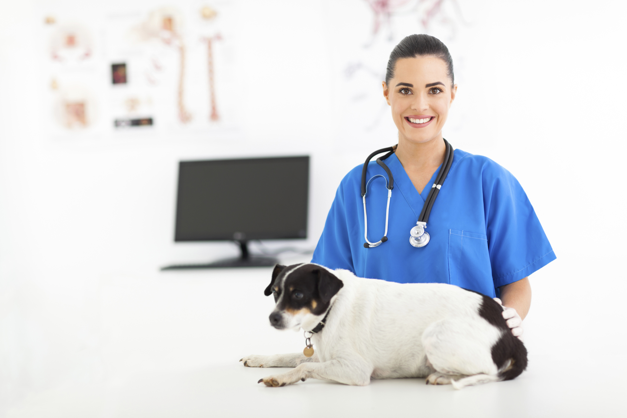 How Do You Treat Kidney Disease In Dogs