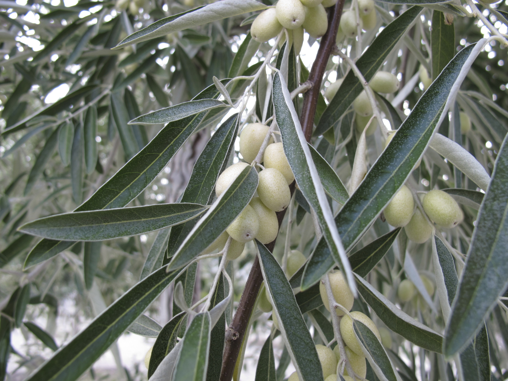 Are Olive Seeds Poisonous To Dogs