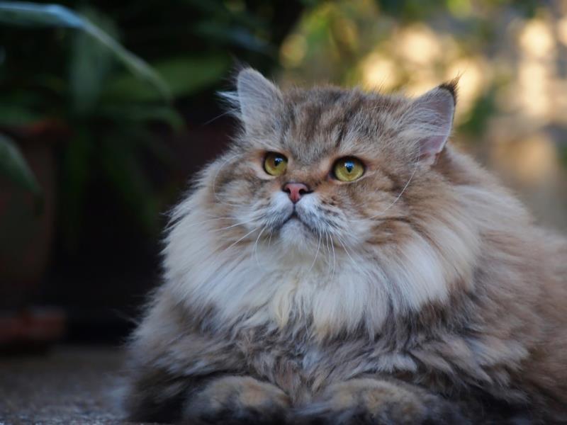 average weight of a cat pets average weight of a cat pets