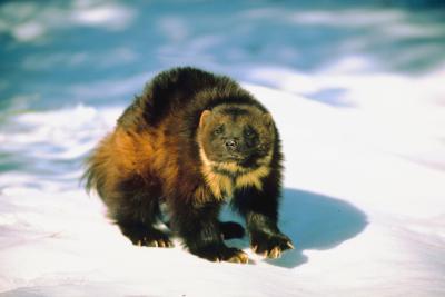 Where Are Wolverines Found? | Animals - mom.me
