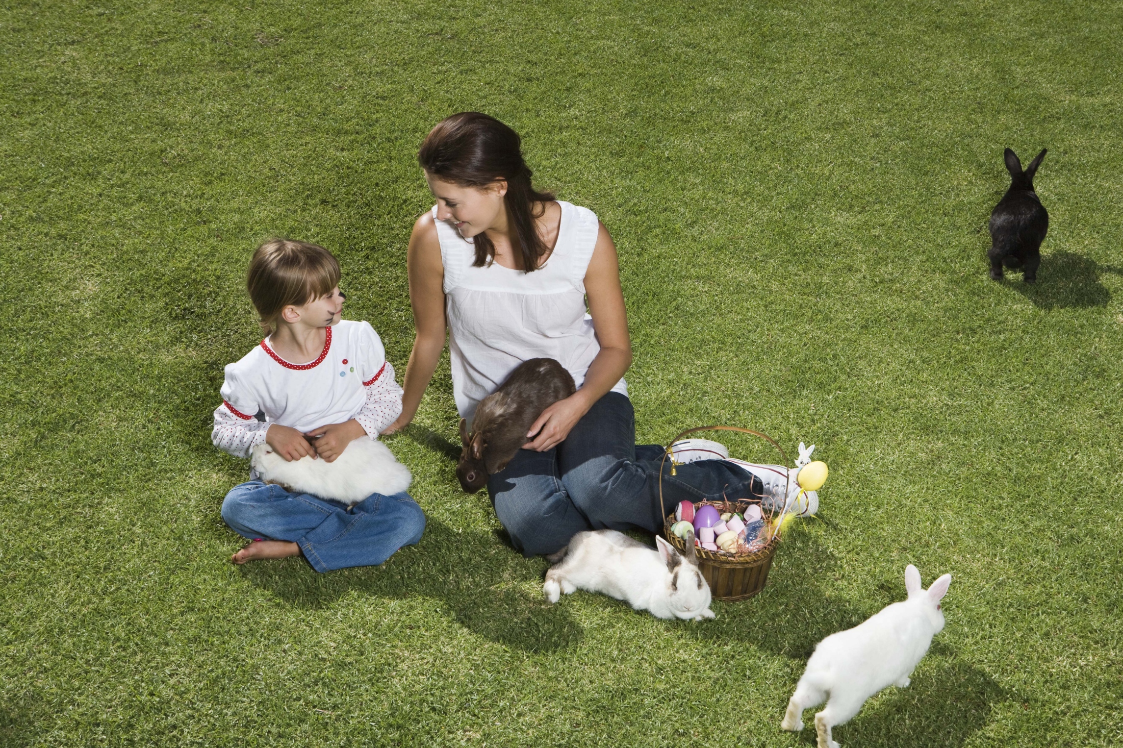 Mi Conejo Se Caga Por Todas Partes Causas por las cuales mi conejo cava hoyos