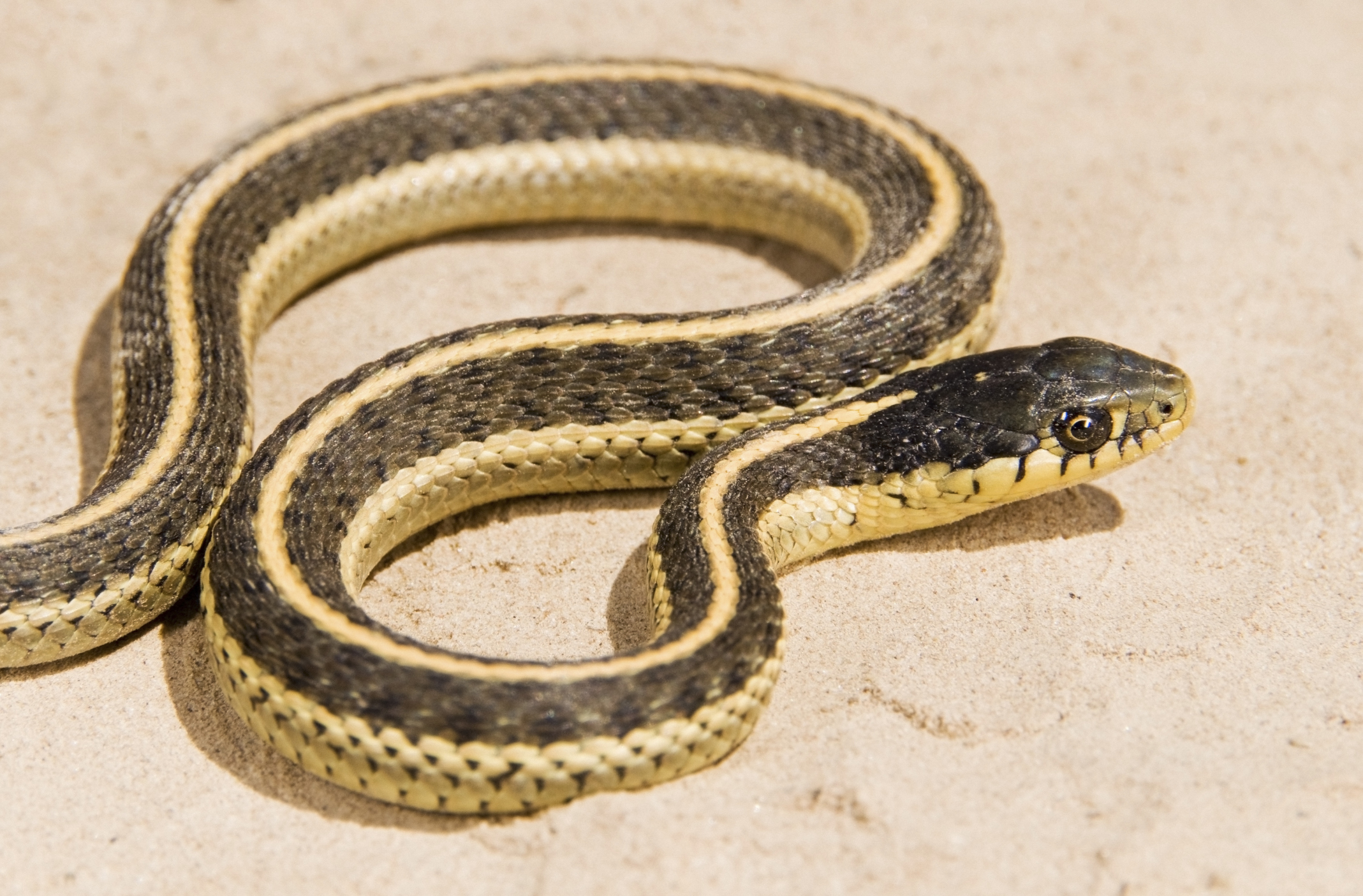 yellow snake with black stripes