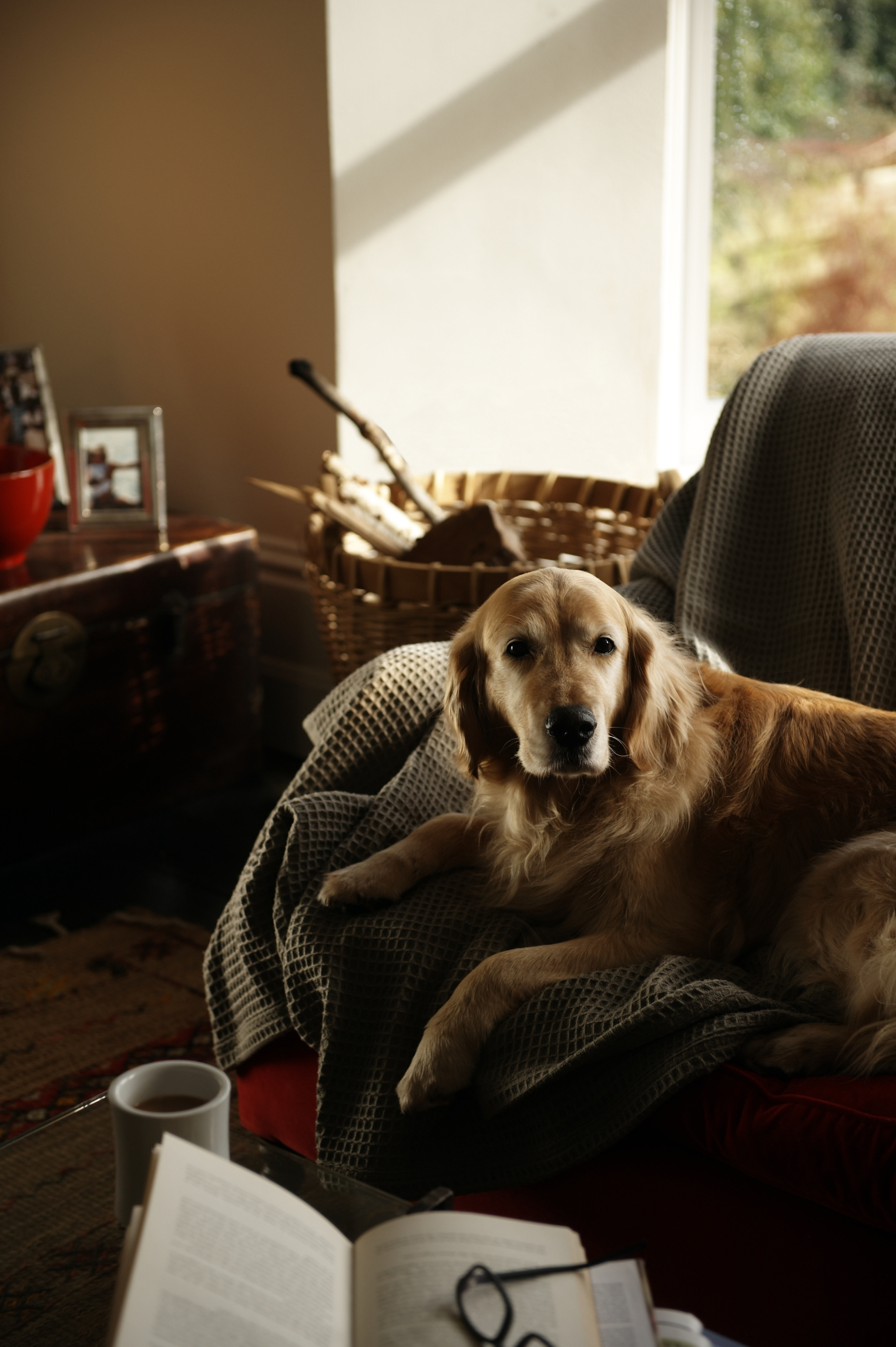 Home Remedies for My Dog Biting Her Feet Animals mom.me