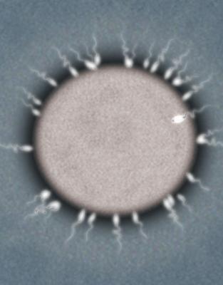 How To Increase Sperm Count Naturally. increase his sperm count