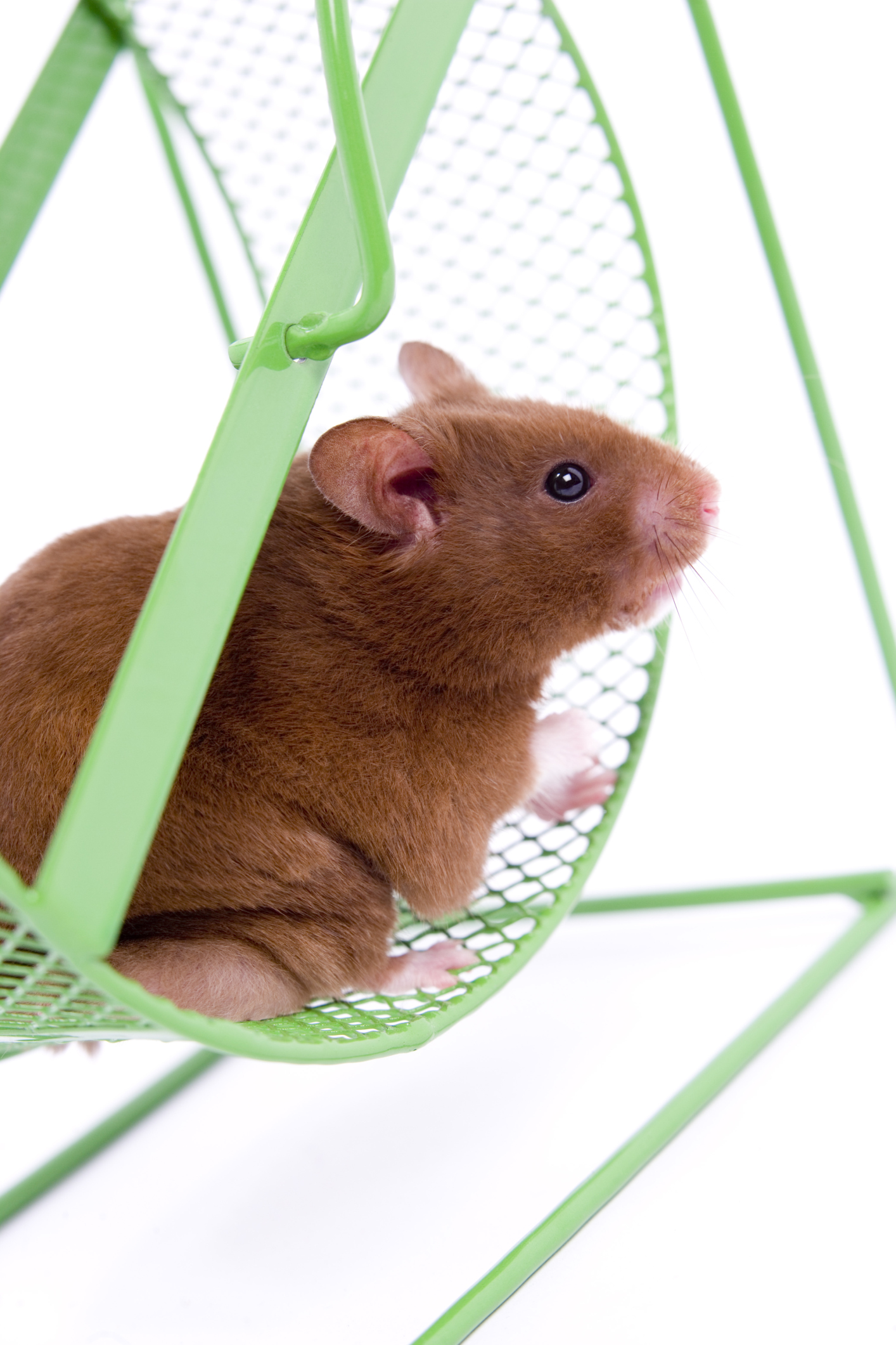 Life Span of Hamsters