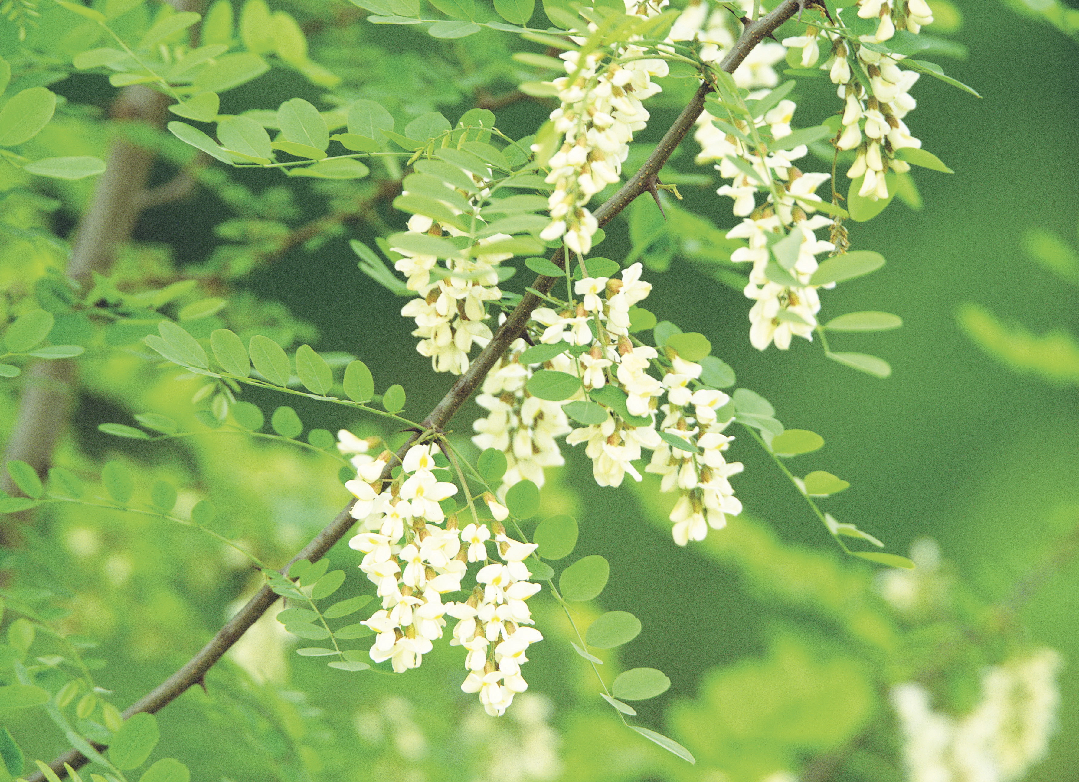 Acacia for Medicinal Uses Healthfully