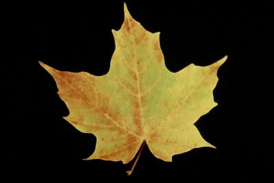 Techniques To Control Maple Tree Pods