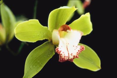 what month should i start feeding the bloom fertilizer to my cymbidiums home guides sf gate what month should i start feeding the bloom fertilizer to my cymbidiums home guides sf gate