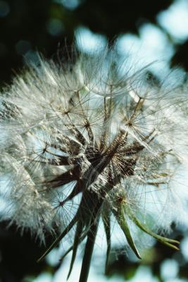 Flower Bed Weed Prevention With a Plastic Liner | Home Guides | SF Gate