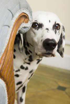 Dogs That Lick Couches The Carpet Beds Dog Care Daily Puppy