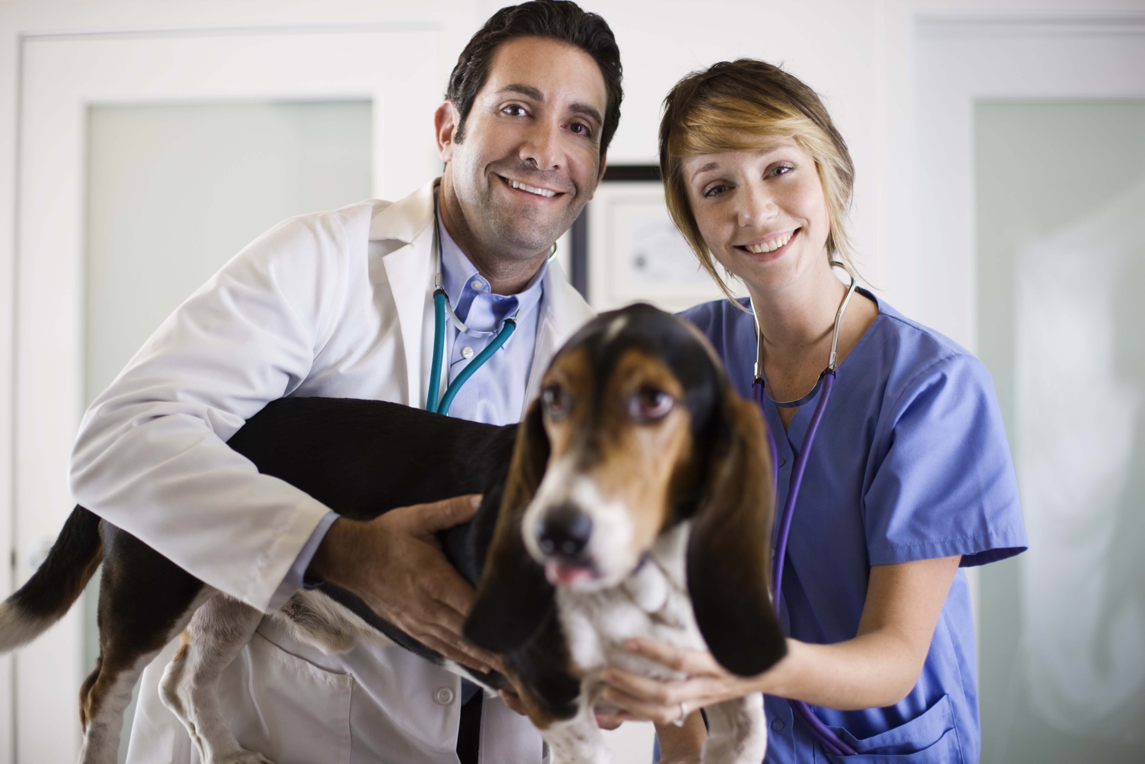 What does the medication butorphenol do for dogs