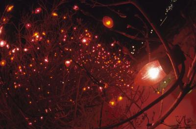 how to attach christmas lights to outdoor bare branch how to attach christmas lights to outdoor bare branch