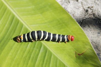 how many teeth do caterpillars have