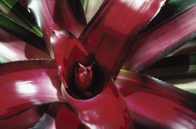 Offset Bromeliad Paradise Billbergia /'Redemption/' Bromeliad