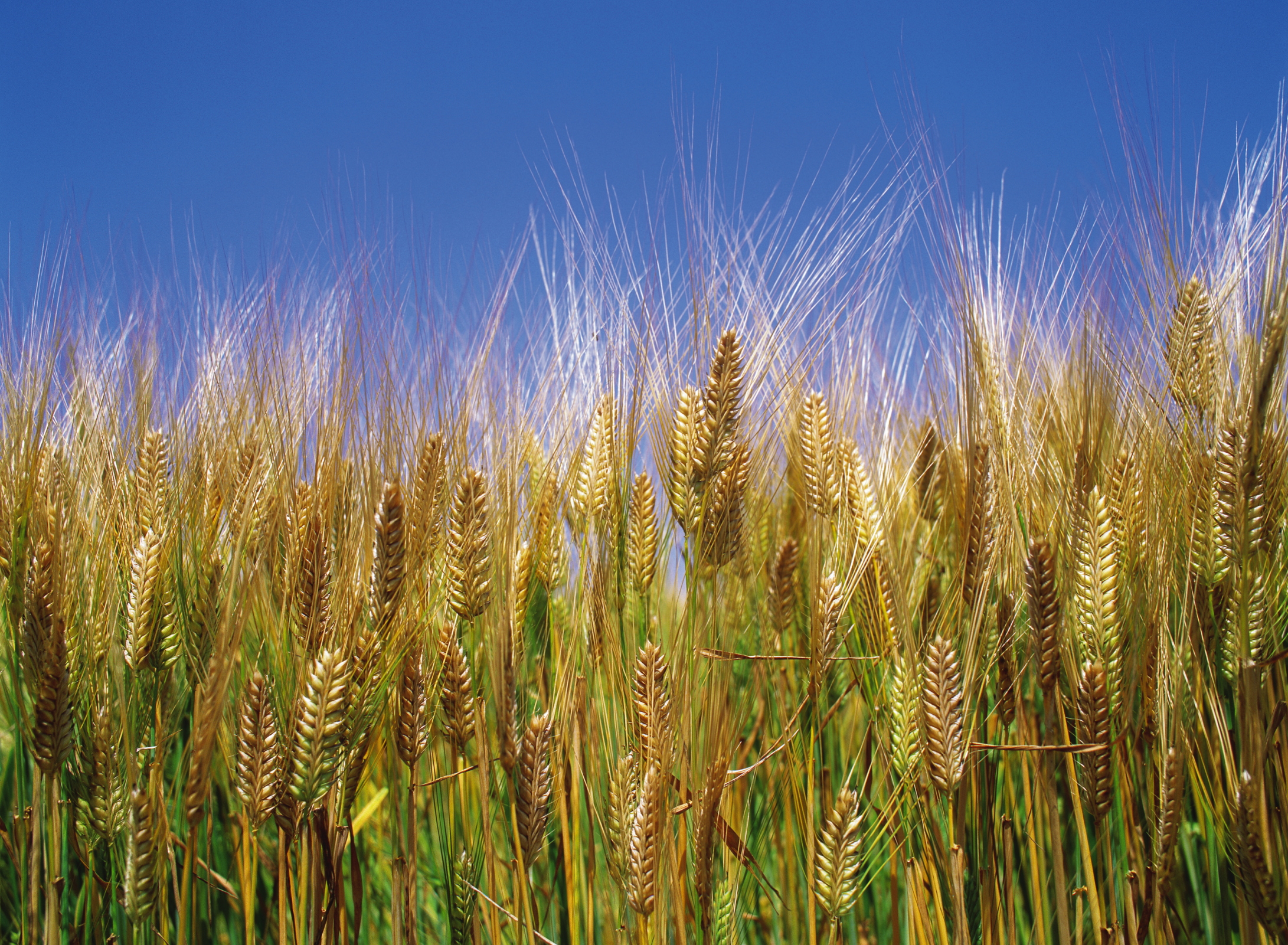 Barley Greens for Weight Loss Healthfully