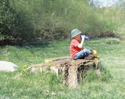 Stump grinding cost per stump image