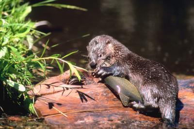 River Otter Diet | Animals - mom.me