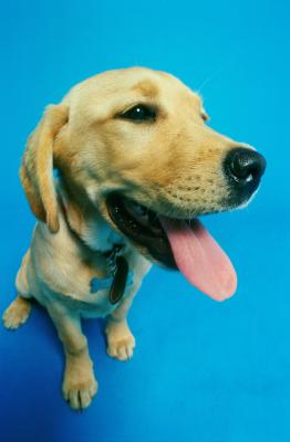are dogs noses supposed to be is a golden retriever s nose supposed to be or pets are dogs noses supposed to be is a golden retriever s nose supposed to be or pets