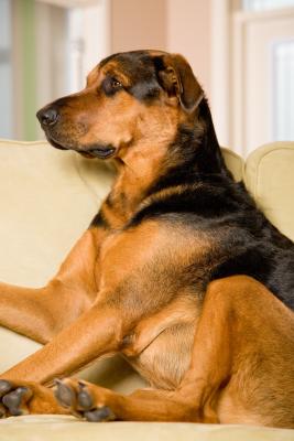 diy pet dander spray