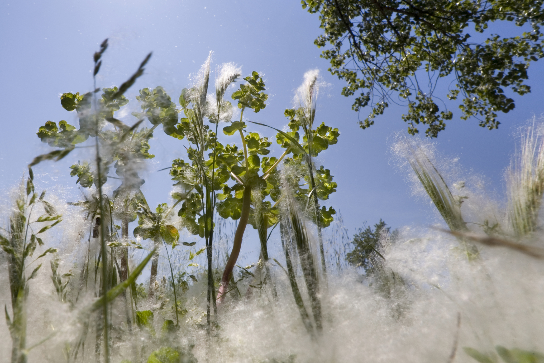 Symptoms of Allergies to Cottonwood Healthfully